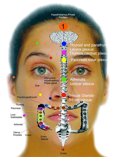 facialreflexology